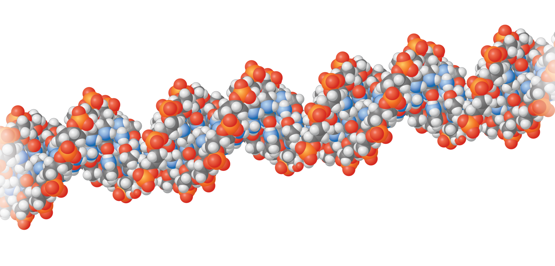 <p>Macromolecule</p>