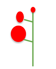 <p>the first flower to bloom is at the bottom</p>