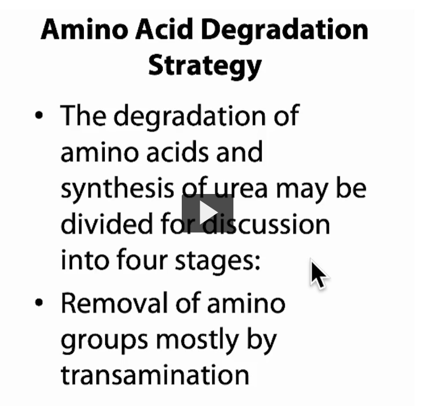 <p><strong>Amino Acid Degradation Strategy</strong></p><p>• The degradation of amino acids and synthesis of urea may be divided for discussion into four stages:<br>•<strong> Removal</strong> of <strong>amino groups</strong> mostly by<strong> transamination</strong></p><p>This slide is outlining the <strong>overall strategy your body uses to break down amino acids</strong> and safely deal with their <strong>nitrogen.</strong></p><p>Step 1 (shown on your slide): Removal of amino groups </p><p><strong>“Removal of amino groups mostly by transamination”</strong></p><p> What is happening? </p><ul><li><p>The <strong>amino group (–NH₂)</strong> is removed from the amino acid</p></li><li><p>BUT instead of being released directly, it is <strong>transferred</strong> to another molecule</p></li></ul><p> This process is called: <strong>Transamination</strong></p><p> How it works (simple): </p><ul><li><p>Amino acid + α-ketoglutarate → new amino acid (glutamate) + new keto acid</p></li></ul><p>So instead of free ammonia (toxic), nitrogen is safely carried as <strong>glutamate</strong></p><div data-type="horizontalRule"><hr></div><p> Why transamination is important </p><ul><li><p>Prevents buildup of <strong>toxic ammonia</strong></p></li><li><p>Collects nitrogen in one place (<strong>glutamate</strong>)</p></li><li><p>Prepares nitrogen for the next step → <strong>urea cycle</strong></p></li></ul><p></p>