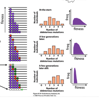 <p>Muller’s ratchet</p>