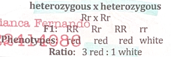 <p>= phenotype ratio 3 dominant: 1 recessive</p>