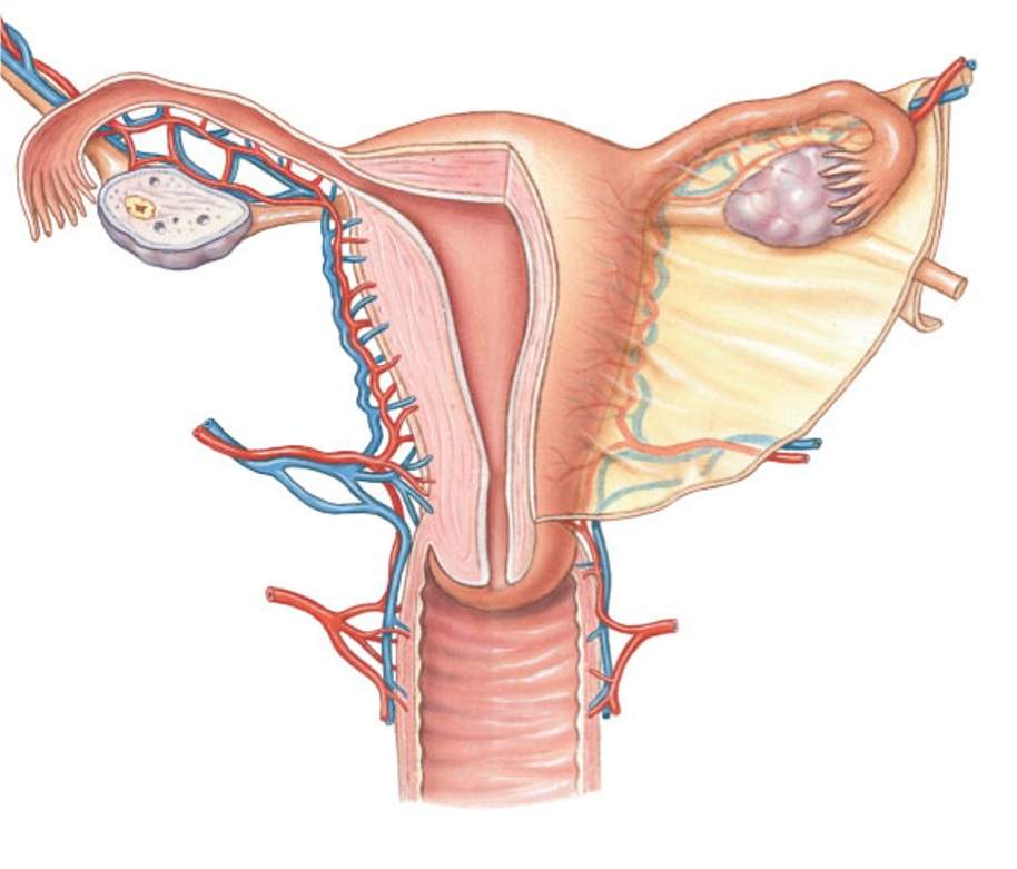 <p>female anatomy of the uterus </p>