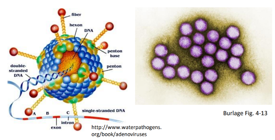 <p>Describe the <strong>Source </strong>of this waterborne virus:</p><p>-<strong>Adenovirus</strong></p>