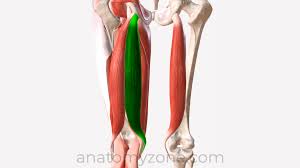 <p>flexes the knee and extends the thigh </p>