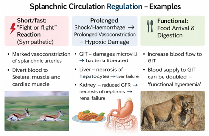 <p style="text-align: left;"><span>Factors influencing the splanchnic circulation</span></p>