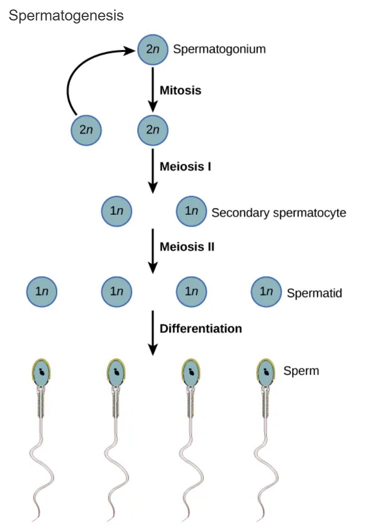 <p>production of sperm</p>