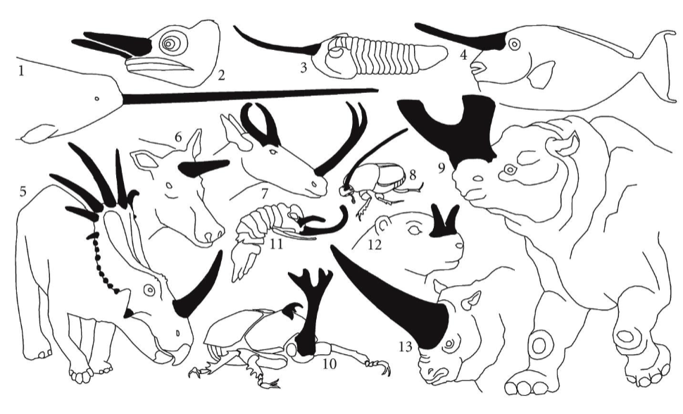 <p>Hornlike structures have evolved independently in the males of diverse animals.</p>