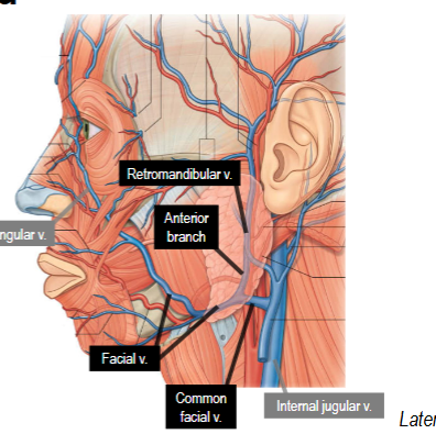<p>Facial Vein: continuous with angular vein</p><p>Common Facial Vein: formed from anterior branch of retromandibular and facial vein</p>
