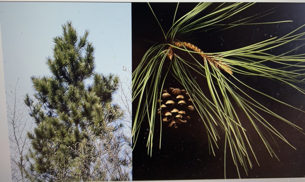 <p>Red Pine (Conifer)</p>
