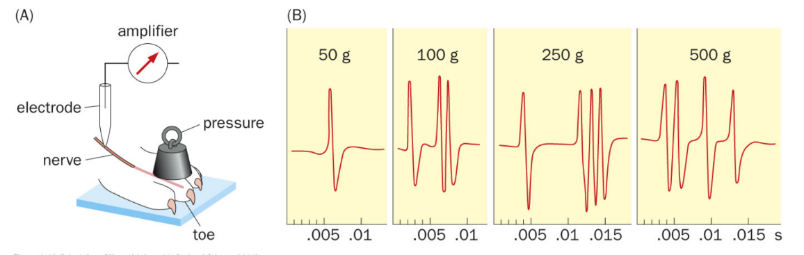 <p><strong>nerve impulses</strong> - <u>transient</u>/short-term changes in <u>membrane potential</u> that <u>propagate down/along the nerve</u></p><p>__</p><p>basic principles:</p><ul><li><p><strong><u>nerve impulses have a uniform size &amp; shape</u></strong> (“elementary unit” ←→ <span style="color: rgb(189, 186, 186);">unitary EPP/smallest mEPP</span>)</p></li><li><p><u>increasing stimulus strength</u> will <u>increase the frequency</u> of nerve impulses, but <u>does </u><span style="color: red;"><u>NOT </u></span><u>change the impulses’ </u><span style="color: red;"><u>magnitude</u></span></p><ul><li><p>aka <strong><u>nerve impulse frequency is encoded by stimulus strength</u></strong></p></li><li><p><mark data-color="red" style="background-color: red; color: inherit;">(stronger stim. → more APs released/higher frequency BUT has “quantal release”/same magnitude)</mark></p></li></ul></li></ul><p></p>