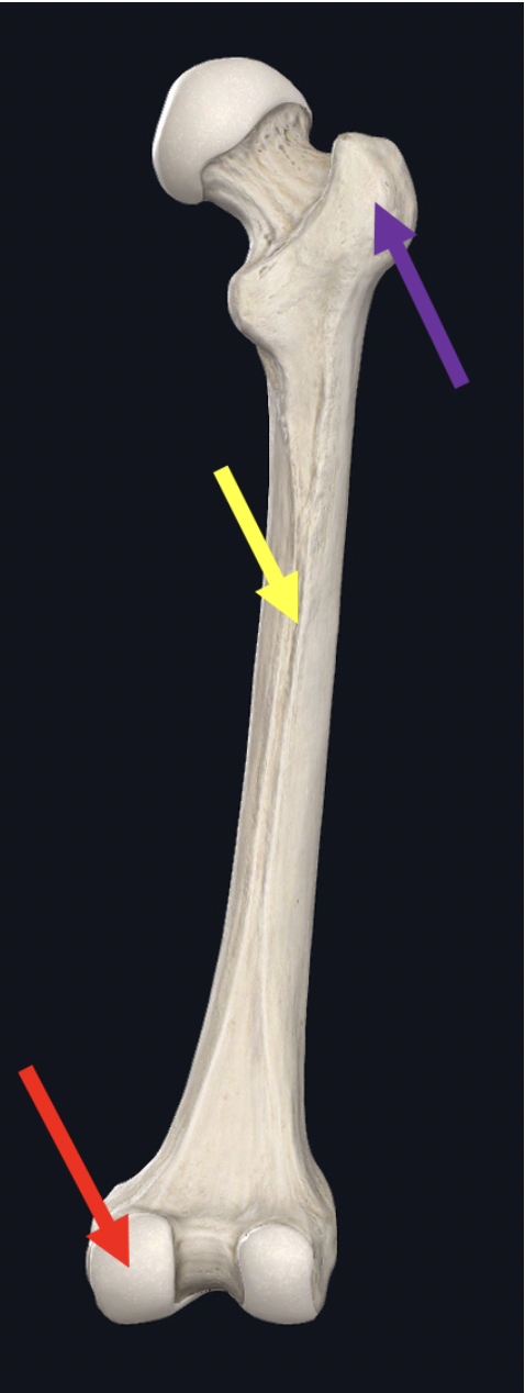 <p><span>Identify the structure at the yellow arrow</span></p>