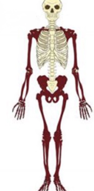 <p>What is apart of the appendicular skeleton? (4)</p>