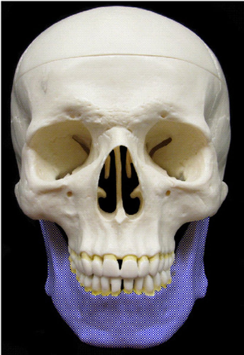 <p>ID the highlighted bone</p>