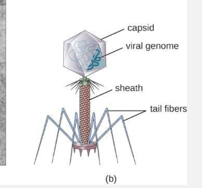 <p>bacteriophage </p>