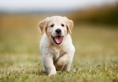 <p>baby dog</p>