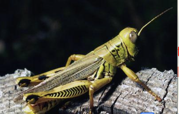 <p>Orthoptera</p>