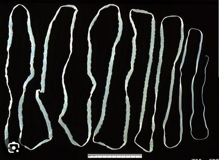 <p>General cyclophyllidean cestode life cycle</p>