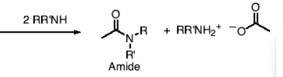 <p>You form an amide and </p>