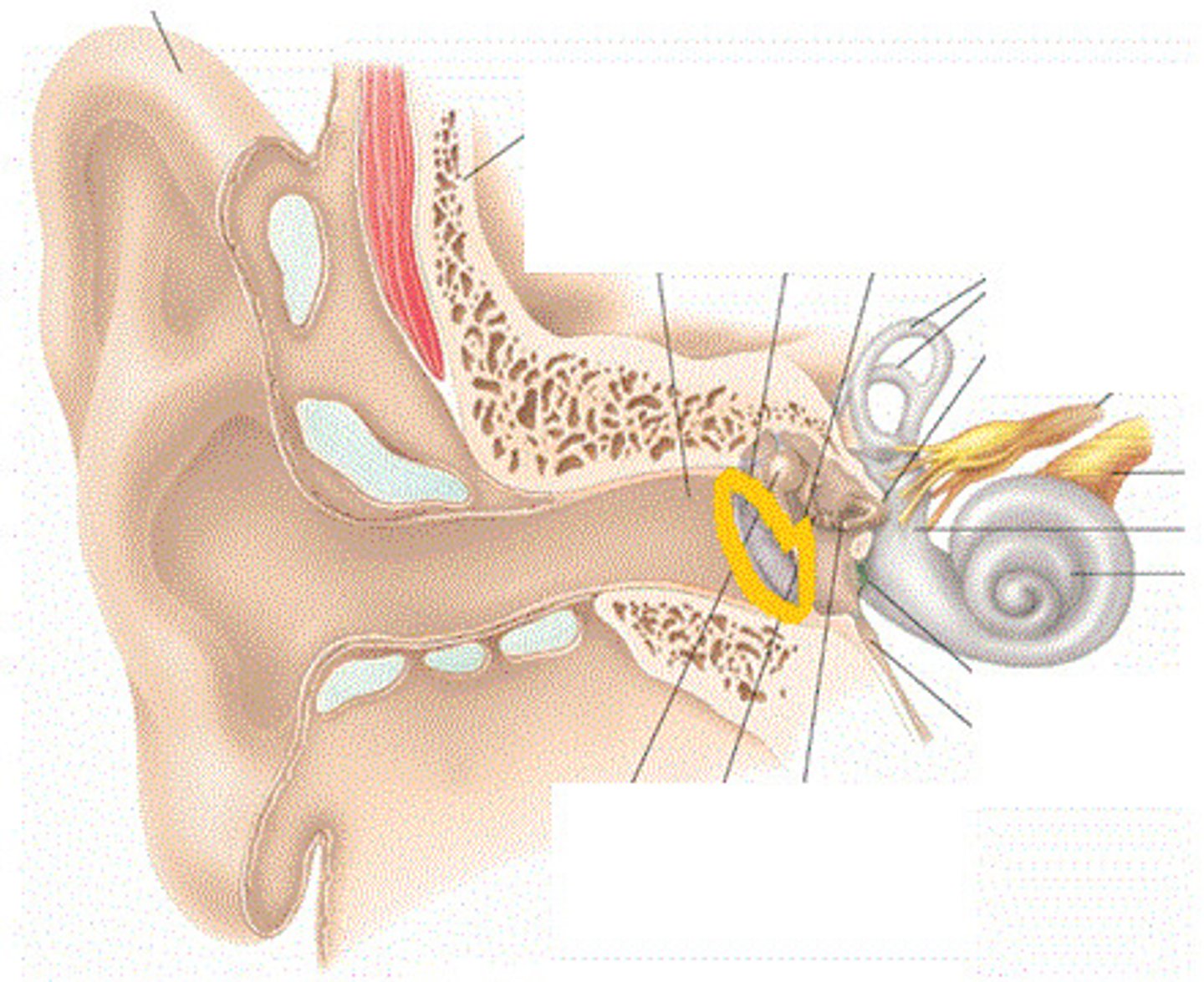 <p>The eardrum. A structure that separates the outer ear from the middle ear and vibrates in response to sound waves.</p>