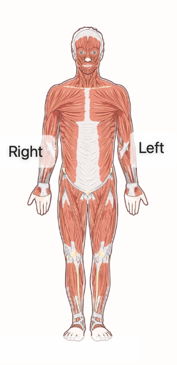 <p>-Facing forward, upright, with palms exposed/up.</p><p>-ALWAYS refer to the subjects right and left, not your right and left.</p>