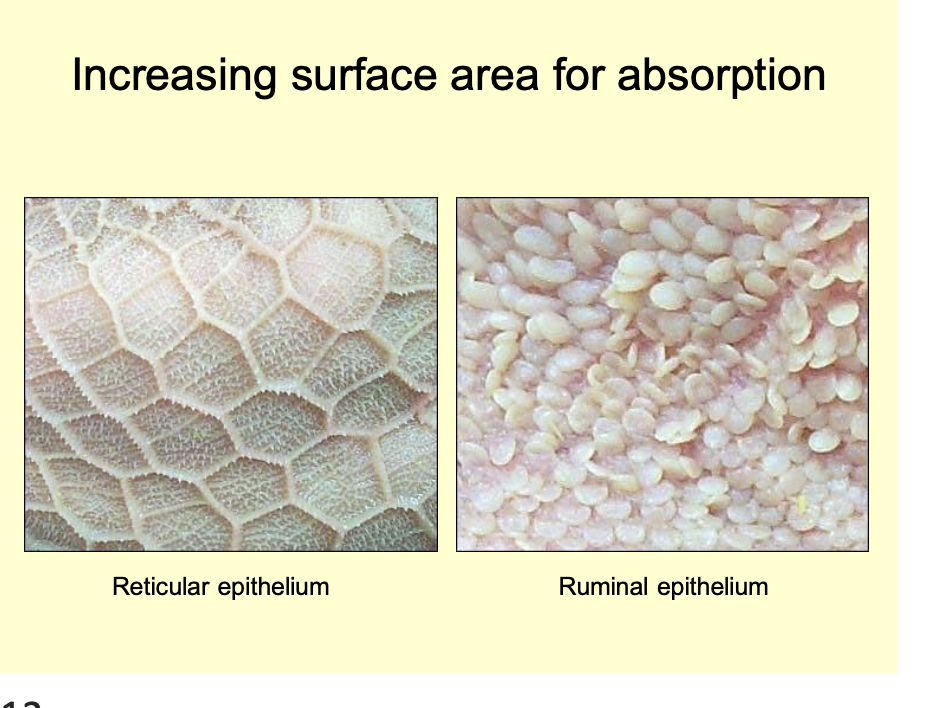 <p>Increasing SA</p><ul><li><p>Reticulum→ hexagonal ridges</p></li><li><p>Rumen→ protrusions</p></li></ul><p></p>
