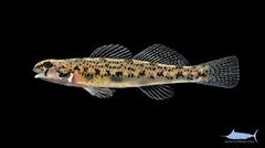 <p>Etheostoma olmstedi</p>
