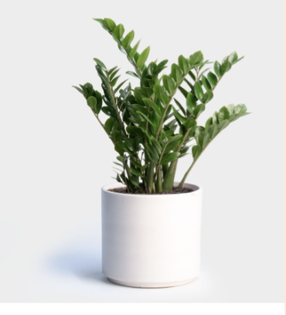 <p>What is the scientific name of this plant? </p>