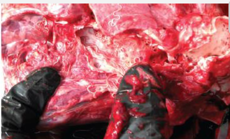 <p><span style="color: blue;"><em>Dictyocaulus</em>: Disease</span></p>