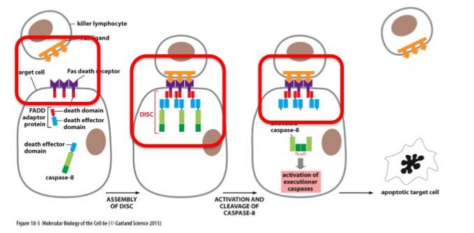 <ul><li><p>TNF: Tumor necrosis factor (ex FAS)</p></li><li><p>TNF receptors; Death receptors</p></li></ul><p></p>