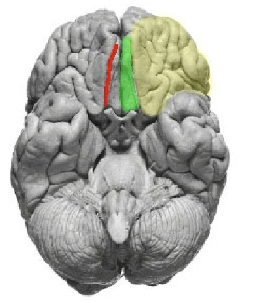 <ul><li><p>Ventrally, the prefrontal areas extend into the<span style="color: rgb(0, 0, 0);"> <mark data-color="yellow" style="background-color: yellow; color: inherit;">orbitofrontal gyri</mark></span></p></li><li><p>The olfactory bulb and tract lie in the<mark data-color="red" style="background-color: red; color: inherit;"> olfactory sulcus</mark>, forming the medial boundary of the orbitofrontal gyri. </p></li><li><p>Most medially, next to the longitudinal fissure is the <mark data-color="green" style="background-color: green; color: inherit;">gyrus rectus</mark> (extension of the medial aspect of the superior frontal gyrus)</p></li></ul><p></p>