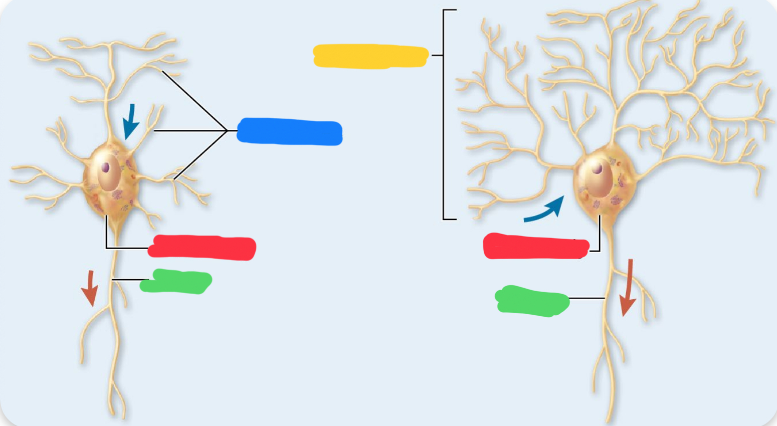 <p>what is the red pointing to on the multipolar neuron </p>