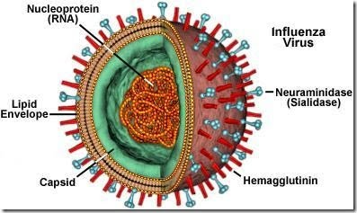 <p>Virus är ingen cell utan består av arvsmassa inuti en proteinkapsel (kapsid). Vissa har även ett yttre lipidmembran. De saknar egen metabolism och är helt beroende av en värdecell.</p><img src="https://assets.knowt.com/user-attachments/08bb2bff-30d8-44c8-80c6-4da8b96f6ada.png" data-width="100%" data-align="center"><p></p>