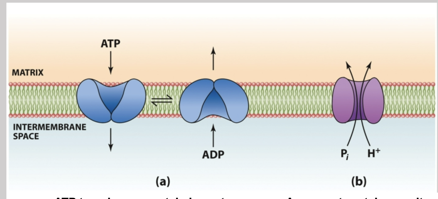 <p>Moves ADP through its own channel from the inter membrane space into the matrix along with Pi and H+ through another symport protein. In the matrix it is generated into ATP and then sent back down its own channel into the inter membrane space </p>