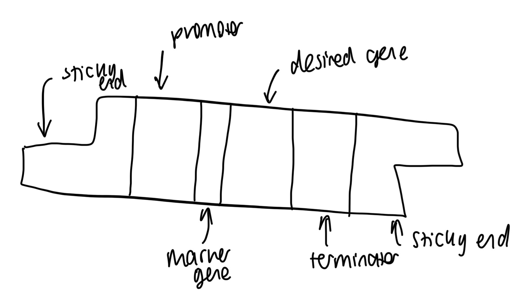 <p>Human desired gene needs to include promotor and terminator sequences to allow RNA polymerase to bind to start transcription and to unbind when transcription has finished </p>