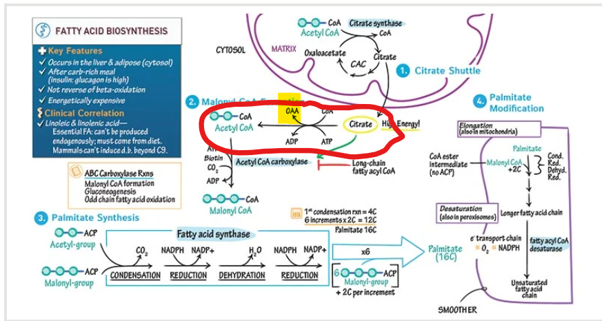 <p>What happens to oxaloacetate after it gets regenerated after the cleavge of cytosolic citrate to regenerate acety-CoA for fatty acid synthesis</p>