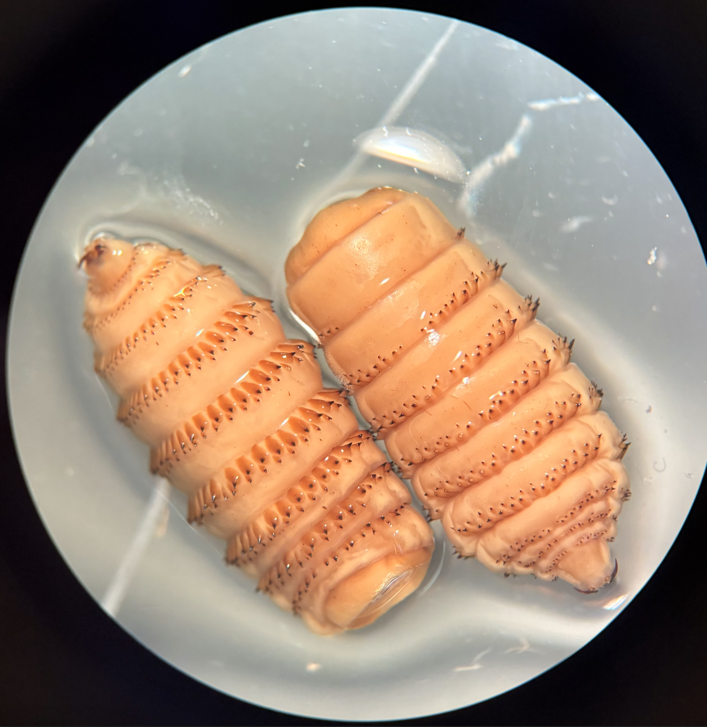 <ul><li><p>name</p></li><li><p>host</p></li><li><p>target tissue</p></li><li><p>identifying features</p></li></ul><p></p>