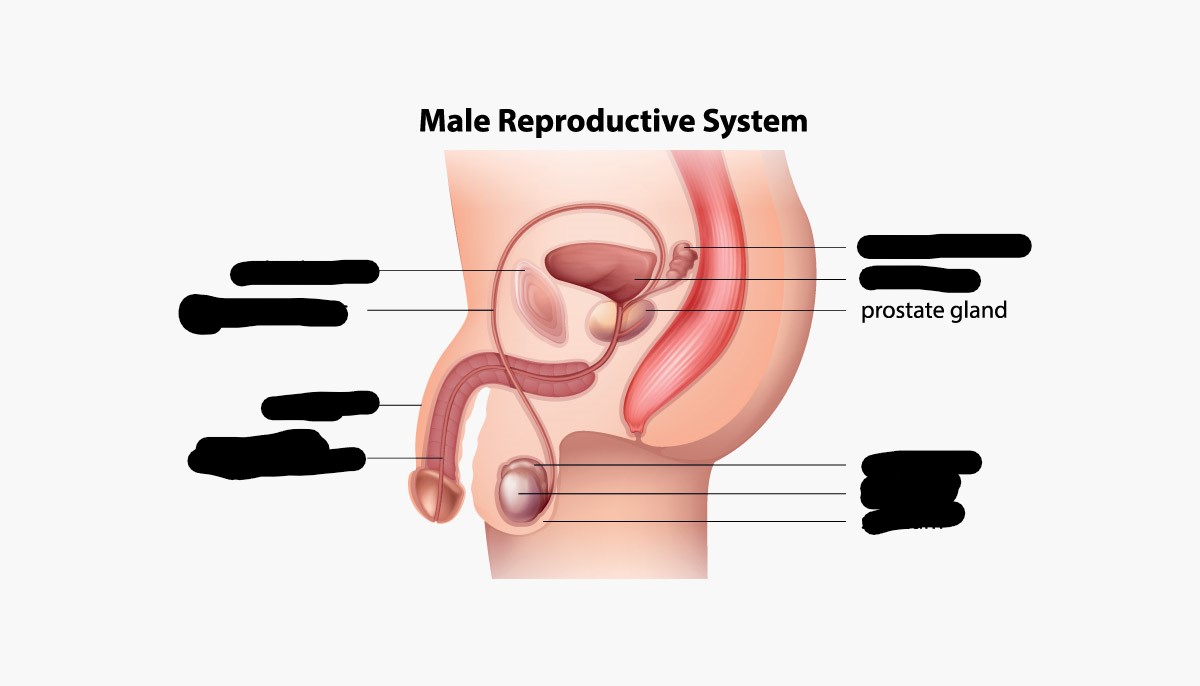<p>Produces fluid to form semen</p>