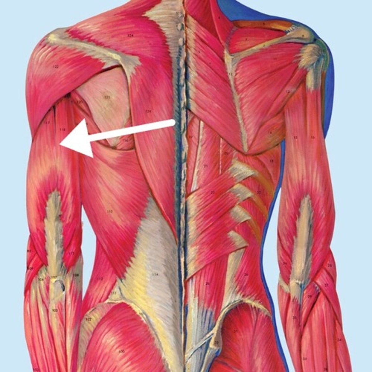 <p>What is this muscle?</p>