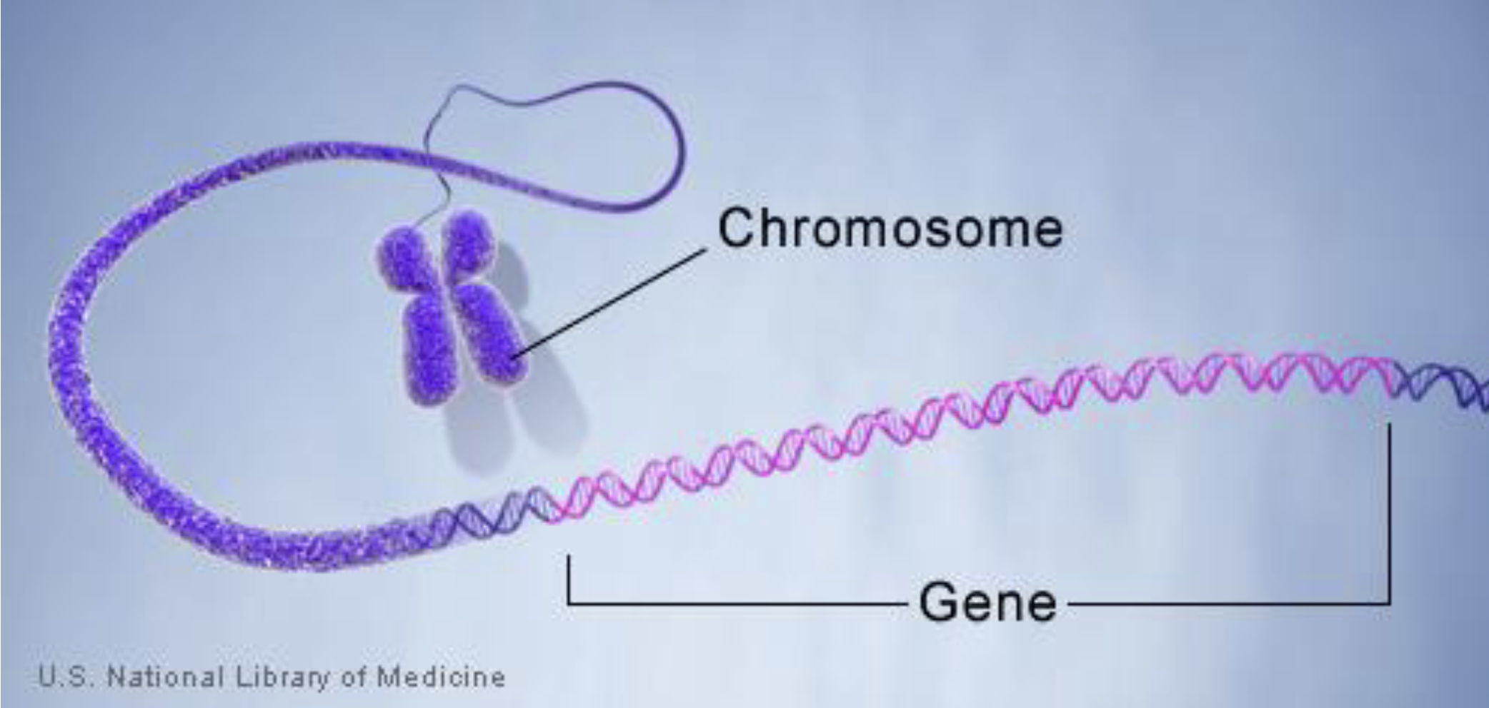 <p>sequence of nucleotides that codes for proteins </p>