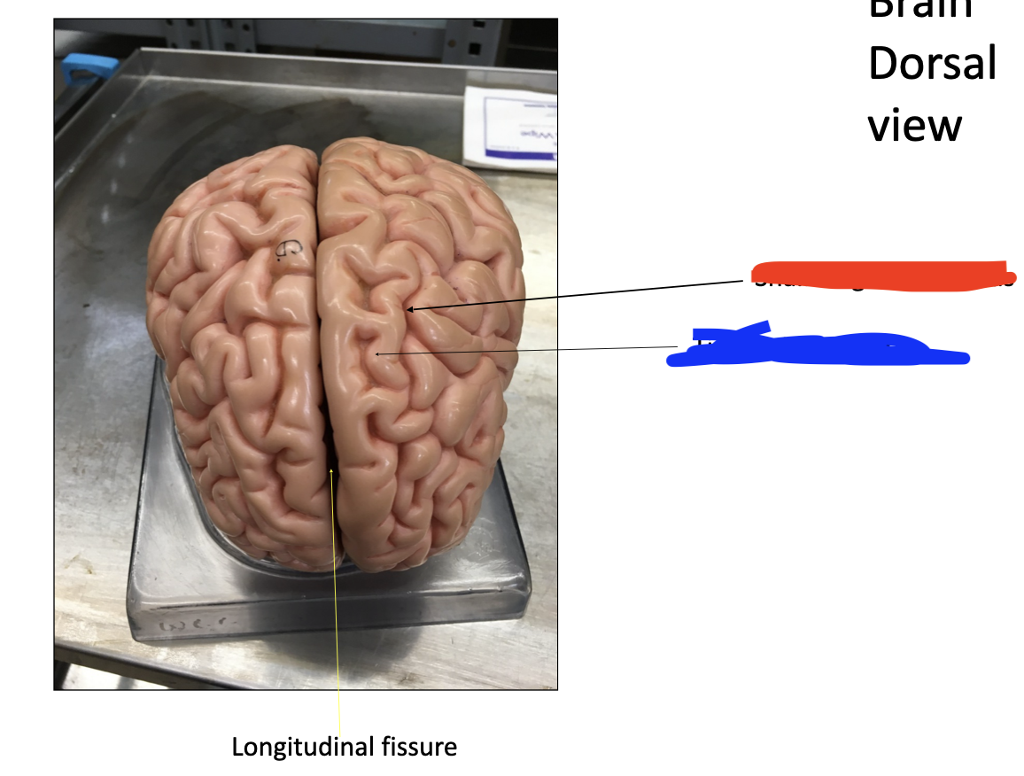 <p>Gyri (blue) </p>