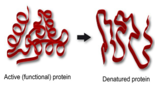 <p>Increasing the temperature will increase the likelihood that active sites will be occupied because molecules move about more rapidly as the temperature rises. </p><p>Warm temperature increases enzyme activity. Very high temperature is likely to cause weak bonds of the enzyme to break or denature.</p><p>If the natural configuration of a protein is destroyed is called protein denaturation</p>
