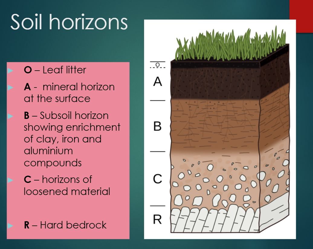 <p>Refers to the development of soil over time into into distinct layers.</p>
