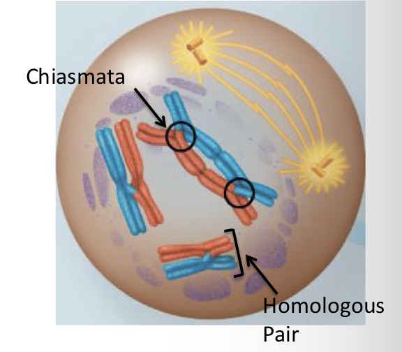 <p>Synapsis involves crossing over between nonsister chromatids within the homologous pair. It takes place during prophase I and ends in mid-prophase and chromosomes move apart slightly.</p>