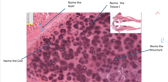 <p>left </p><p>right</p><p>layer tissue</p>