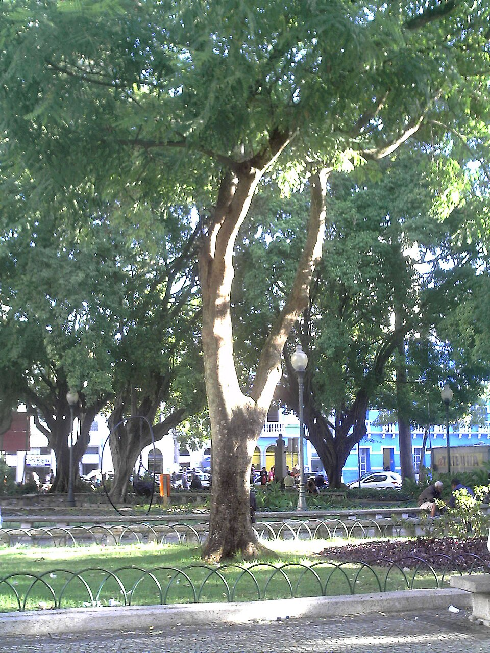 <p>brazilwood ( CN ) ( UN )</p>