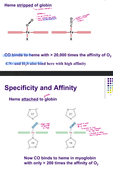 <p>Binding sites are designed precisely to optimize binding affinity and specificity</p><ul><li><p>when heme is not with globin - CO binds to heme with > 20,000 times the affinity of O2, CN- and H2S also bind here with high affinity</p></li><li><p>when heme is attached to globin - Now CO binds to heme in myoglobin</p><p>with only > 200 times the affinity of O2 - because oxygen likes to bond at an angle </p></li><li><p>see slide 19</p></li></ul><p></p>