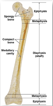 <p>Epiphysis (the ends), diaphysis (shaft), medullary cavity, compact bone, and spongy bone</p>