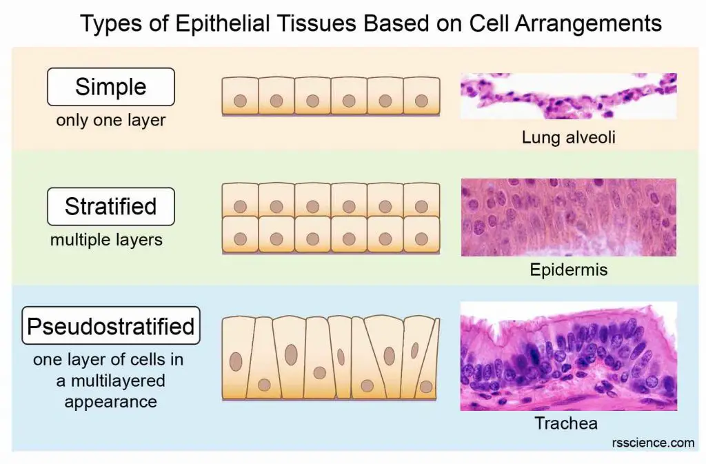 <p> Cells are tightly packed together with very little extracellular space</p>