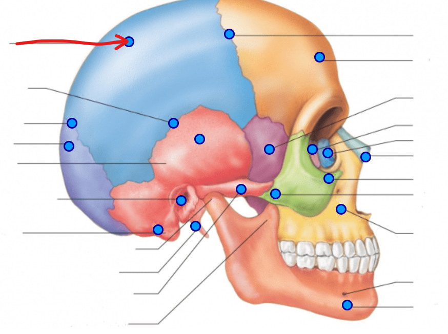 <p>on the top sides of the skull </p>