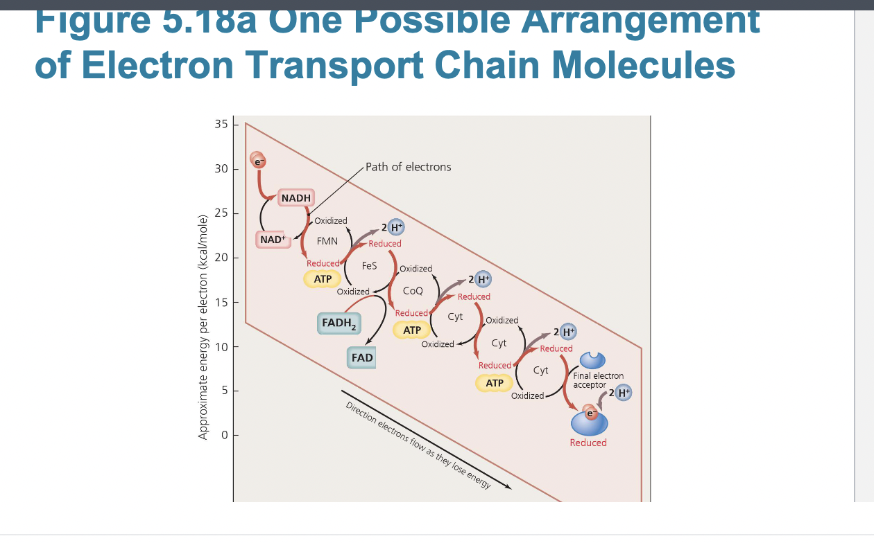 <p>Function of the electron transport chain </p>